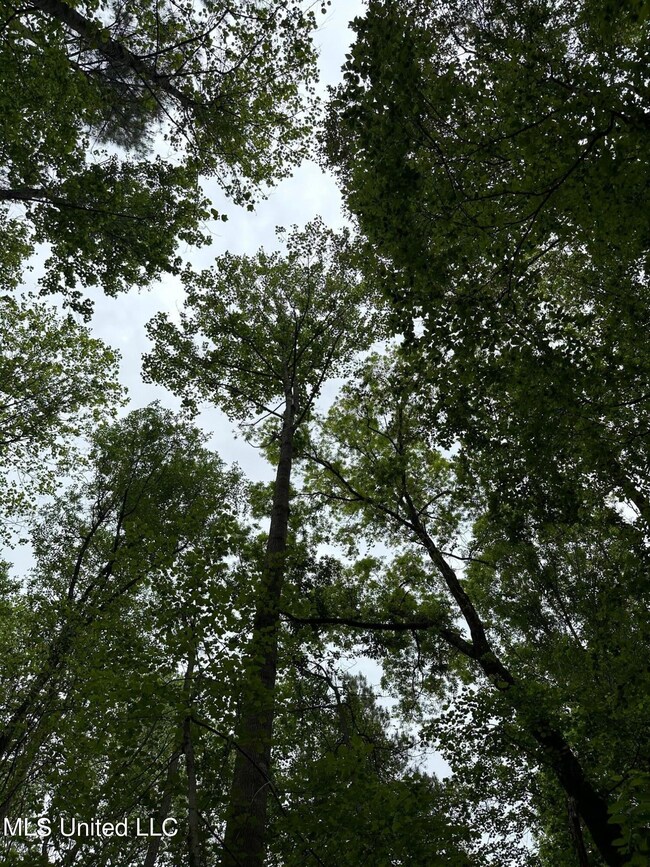 Timber 2