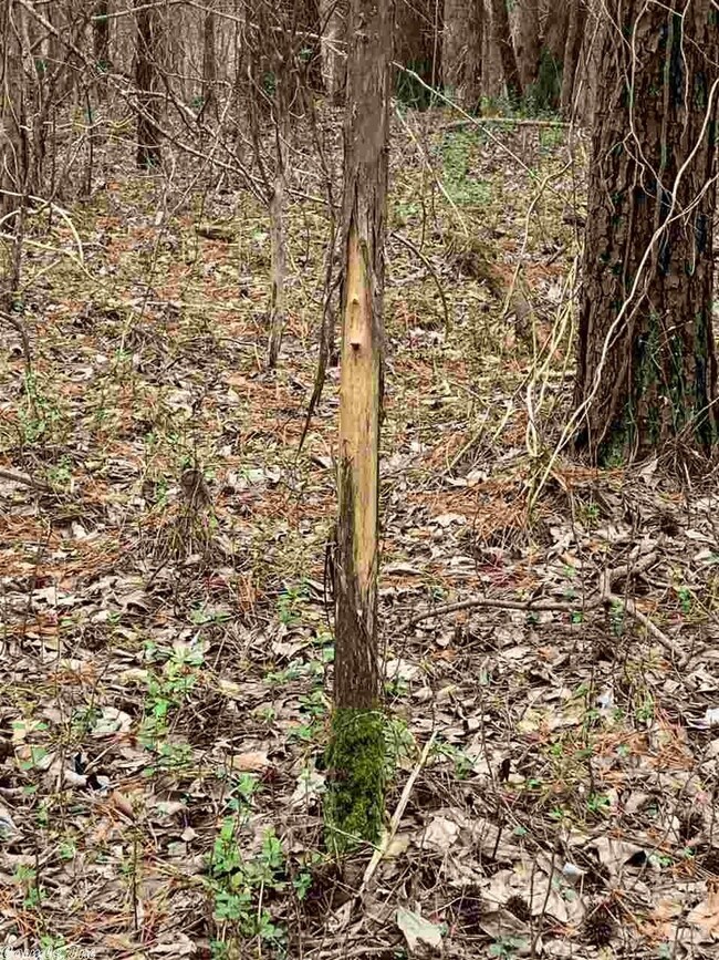 Tract 2 Cr 350, Bono, AR 72416 - photo 7