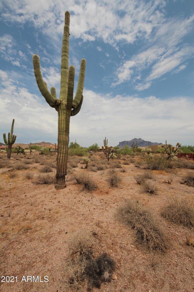Beautiful Saguaros