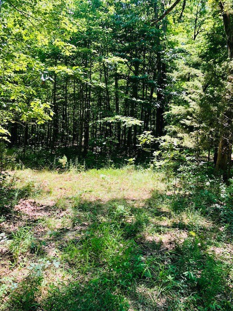 001-00638-000 Winn Creek Rd, Winslow, AR 72959 - photo 3