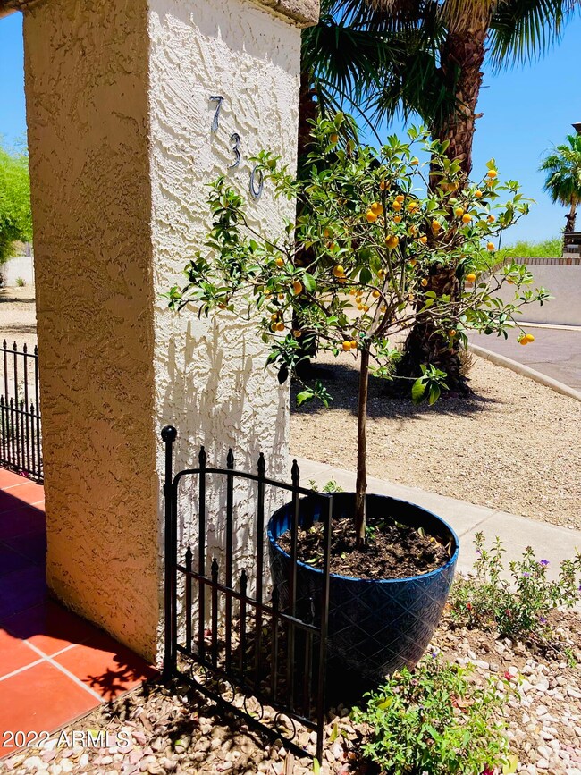 Find us by looking for the kumquat tree!