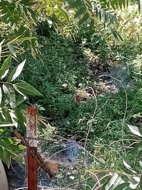 seasonal creek just needs some cleaning up a bit..