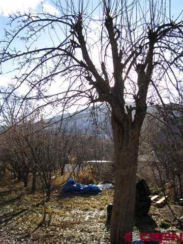 There are at least a dozen mature apple trees on t