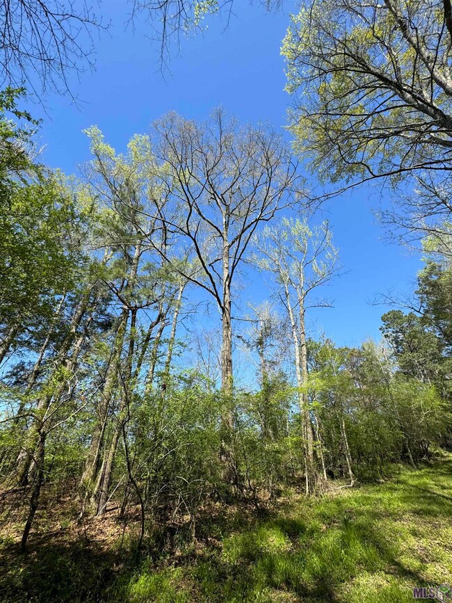 00 Whitehead Rd, Choudrant, LA 71227 - photo 7