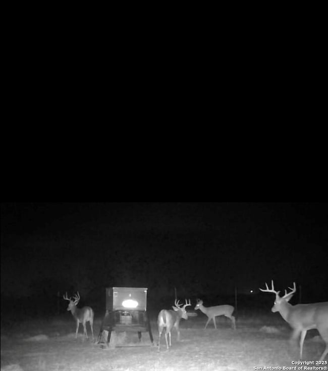 Alot of bucks to choose from