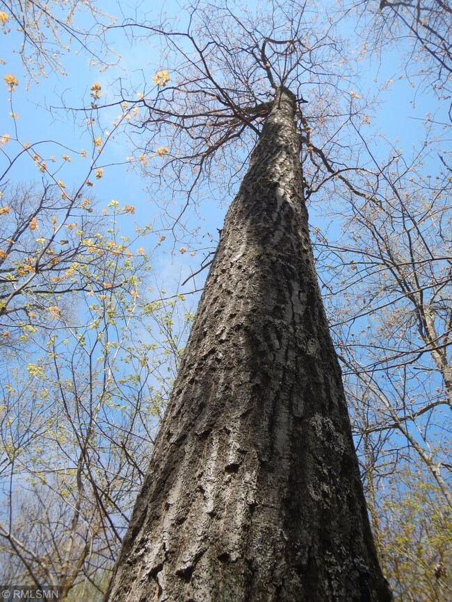 Burl Oak