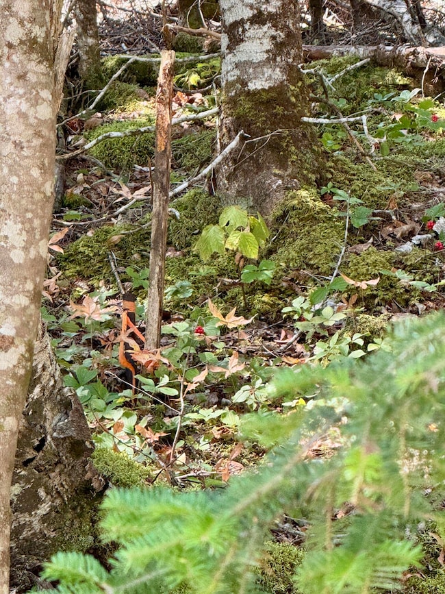 Lot 13 Red Rock Estates, Pembroke, ME 04666 - photo 5