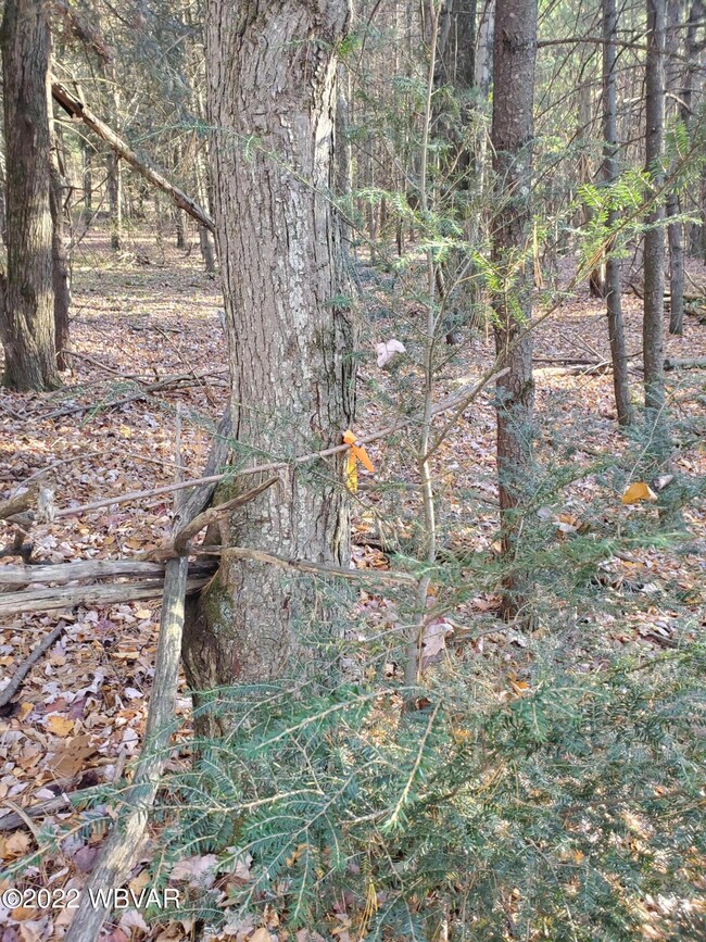 Wooded lot