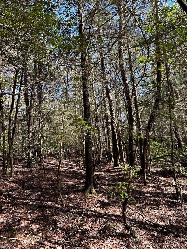 Tract 16 Thomas Springs Rd, Crossville, TN 38572 - photo 6