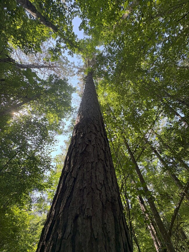+ - 79 Acres unit Leake County MS, Carthage, MS 39051 - photo 7
