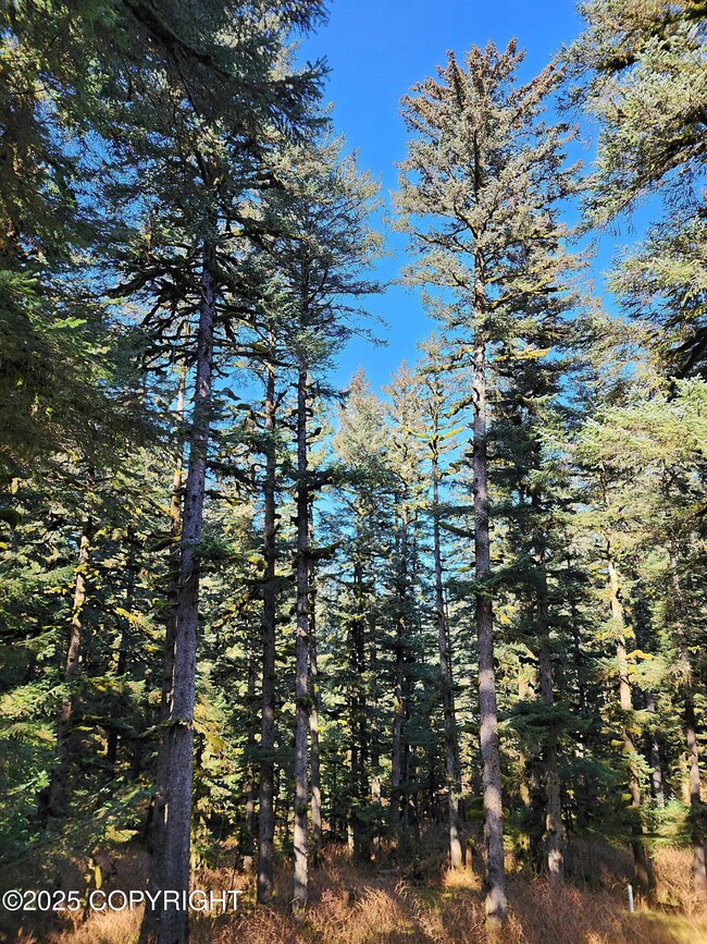 3291 Lake View Dr, Kodiak, AK 99615 - photo 5