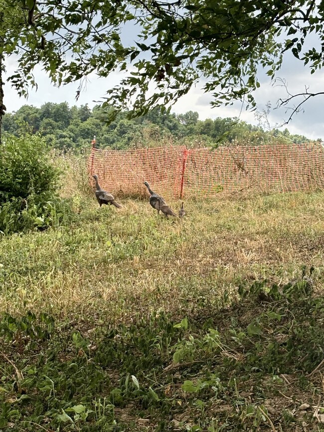 0 Mclaughlin Ln unit RTC2688353, Shelbyville, TN 37160 - photo 3