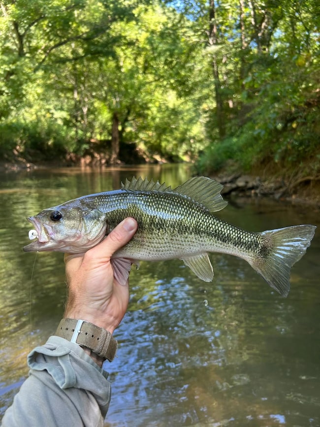 1216 Shoal Creek Rd, Tellico Plains, TN 37385 - photo 6
