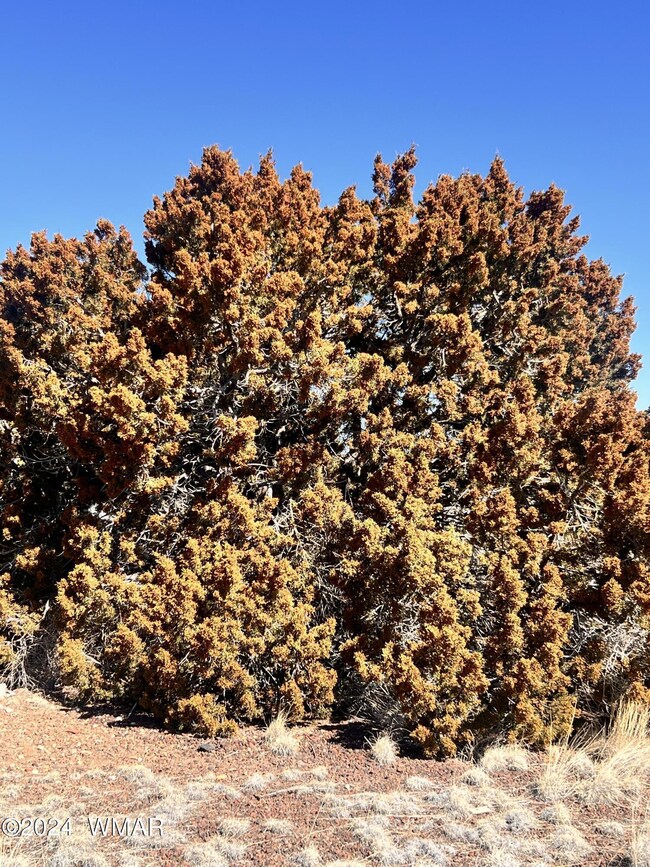 juniper in bloom