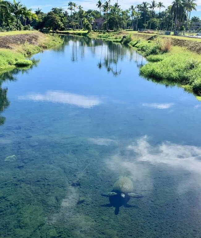 147 Barenaba Ln, Hilo, HI 96720 - photo 4