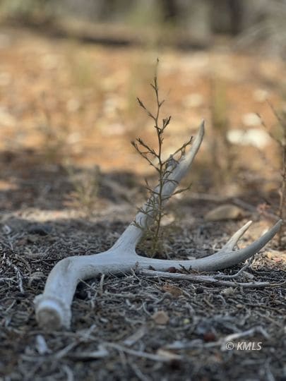 shed antler found on property