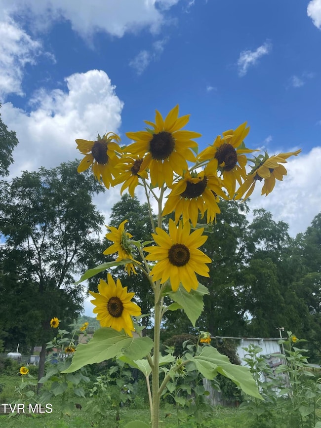 638 Old Highway 143, Roan Mountain, TN 37687 - photo 6