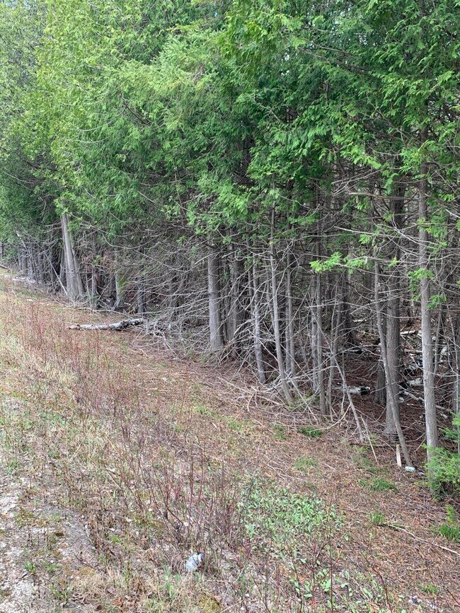 Edge of Woods at Road Looking North (2)