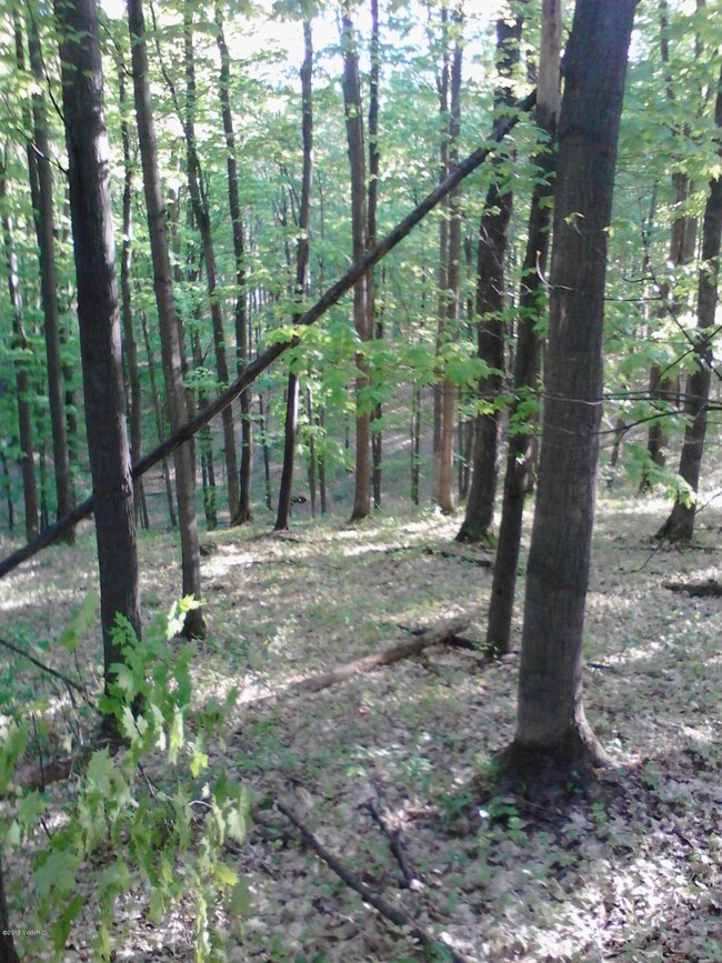 40 Acres of rolling woods