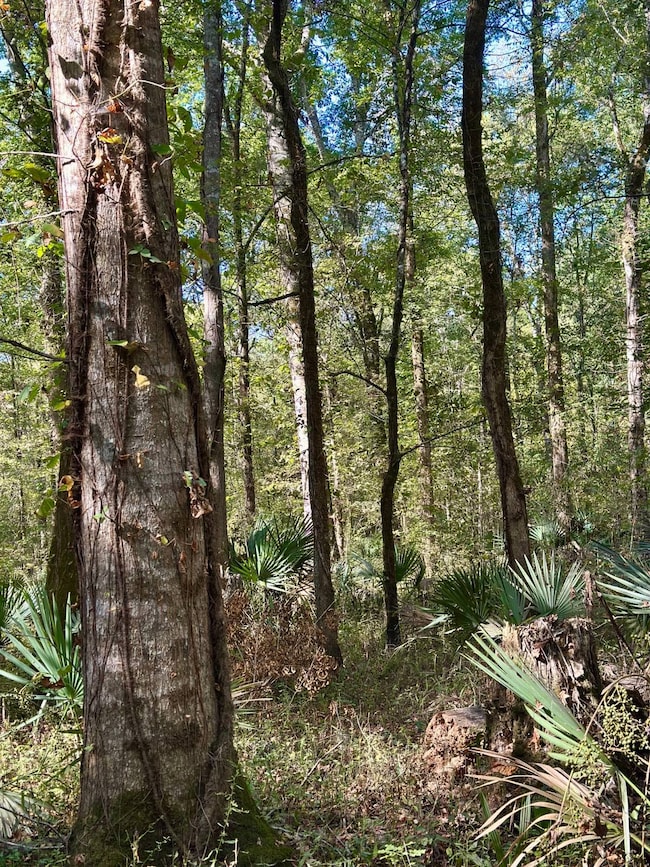 0 U S 80, Lowndesboro, AL 36752 - photo 4