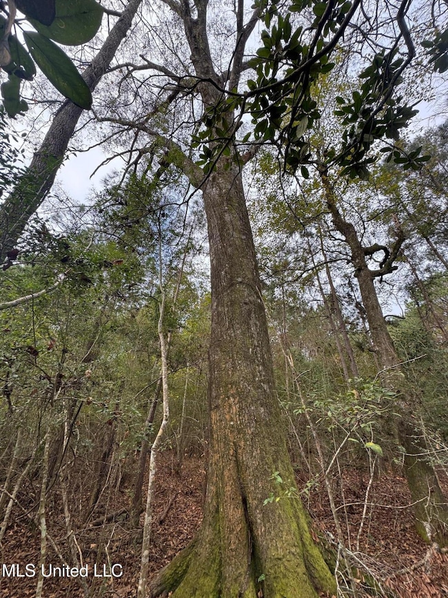 000 Elarton Rd, Osyka, MS 39657 - photo 3