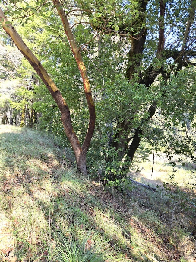 2713 Primrose Dr, Willits, CA 95490 - photo 3