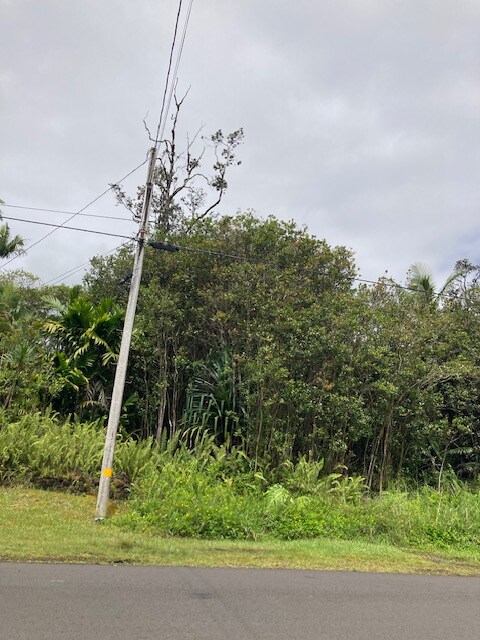 Thick vegetation