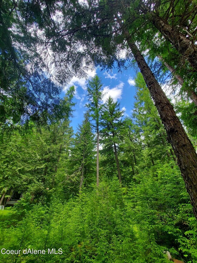 Myriad of Trees