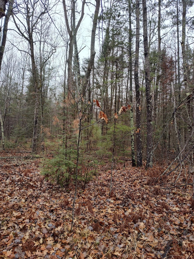 ON Lake Rd, Monico, WI 54501 - photo 3