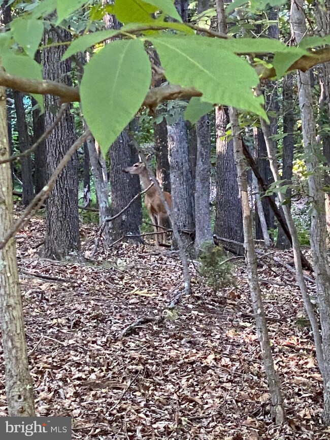 1400 Outlaw Trail, Maysville, WV 26833 - photo 2