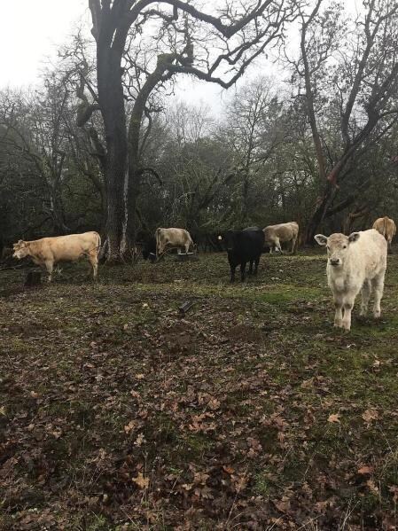 11950 Blackwell Rd, Central Point, OR 97502 - photo 5