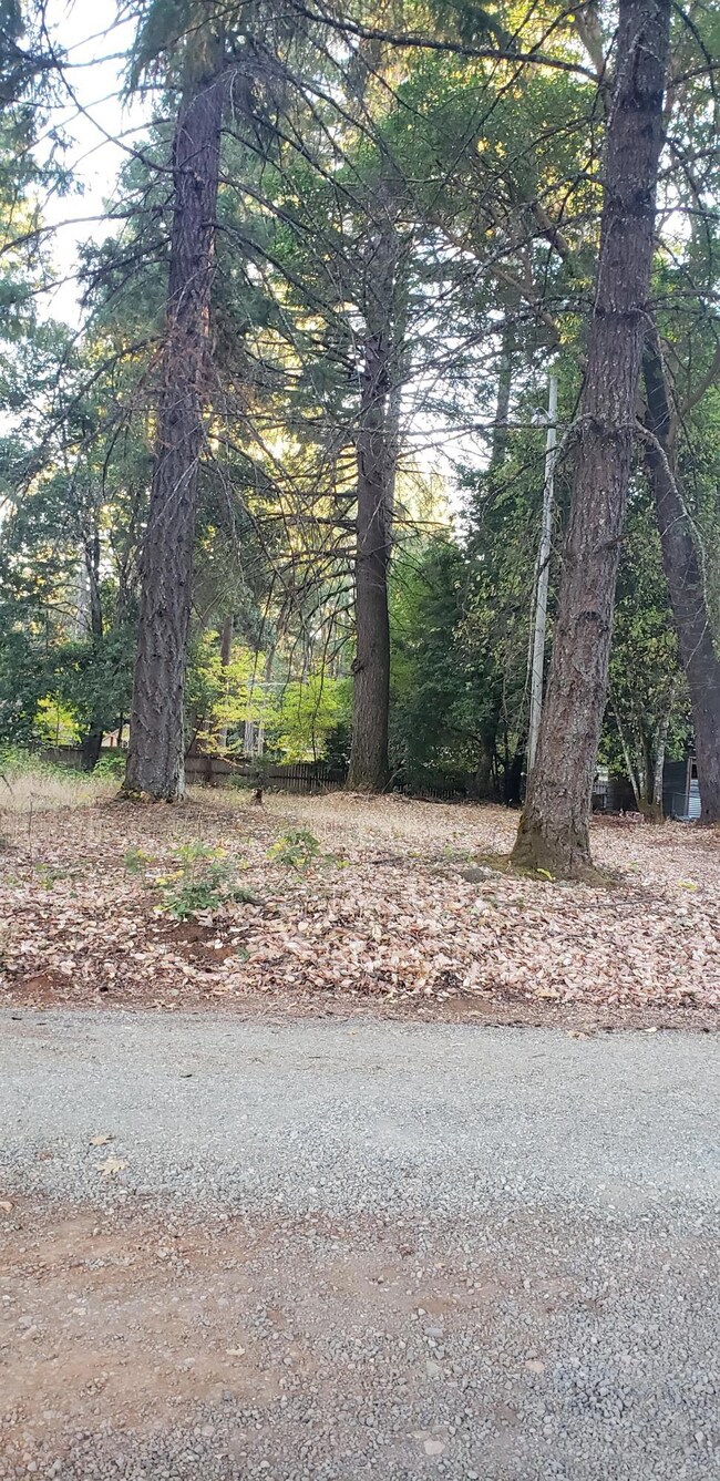 Tall Fir trees, fenced on So. line