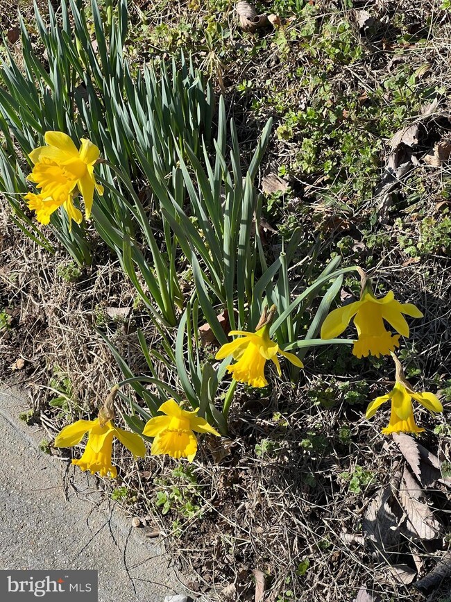 3905 Ames St NE, Washington, DC 20019 - photo 5