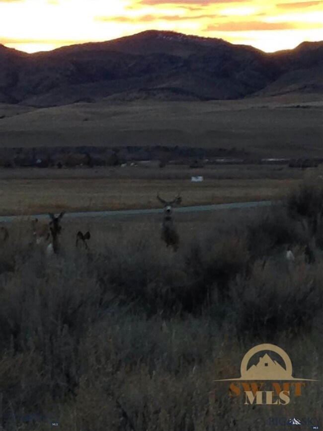 Mule Deer