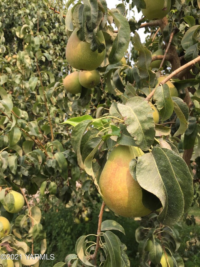 pears1
