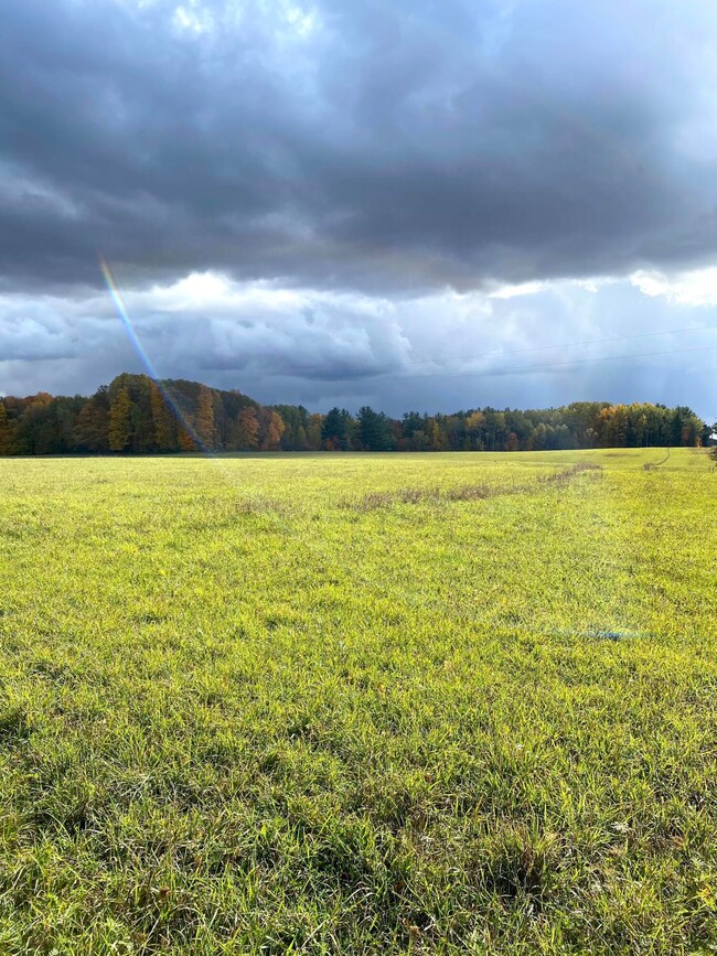 Fresh grass