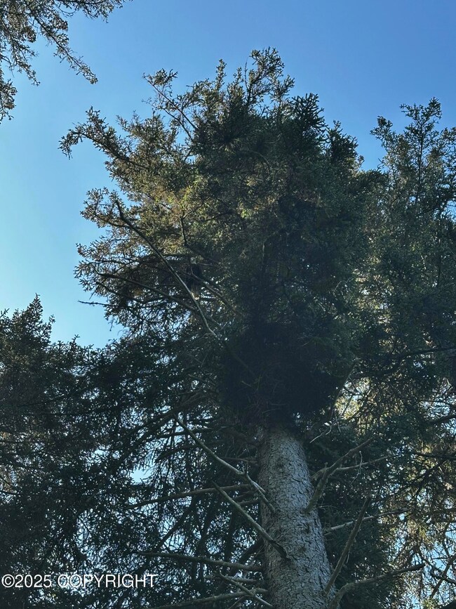 Eagle in the tree