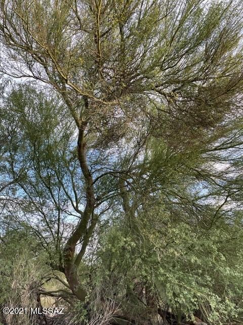 Palo Verde Tree
