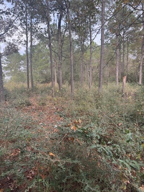 0 Basswood Ln, Plantersville, TX 77363 - photo 4