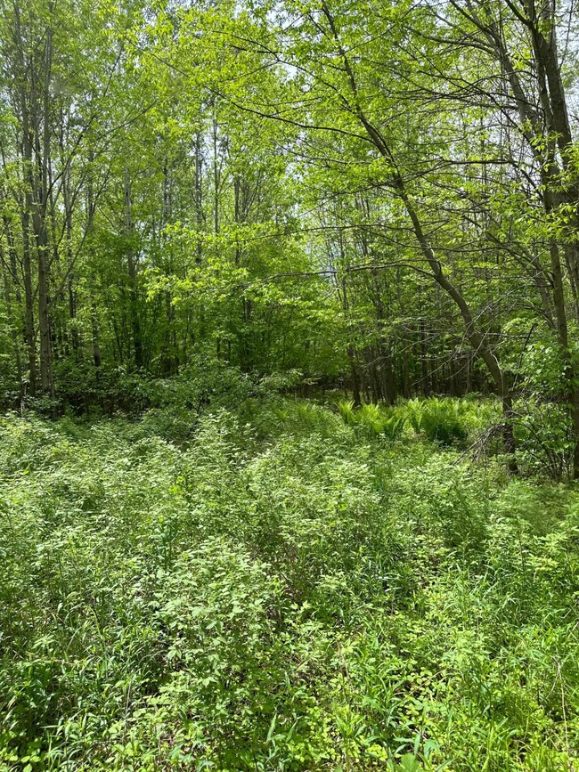 ON Forest Road 503, Phillips, WI 54555 - photo 4