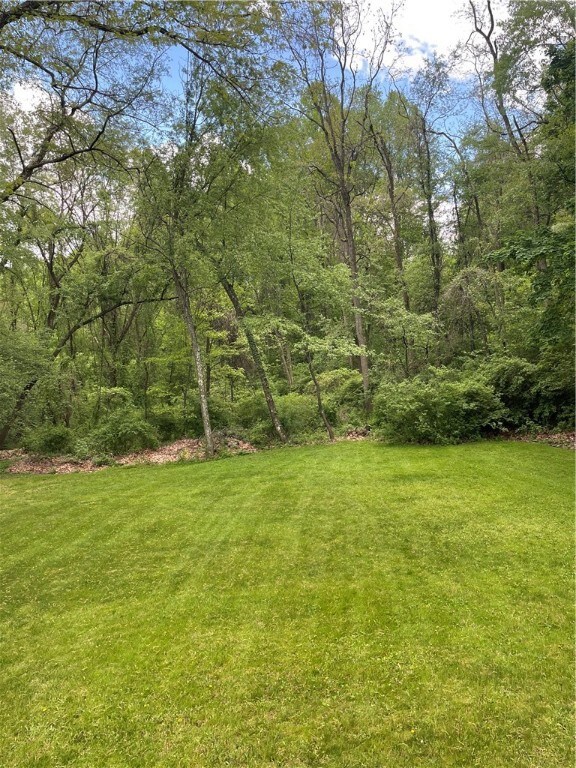 Wooded backyard