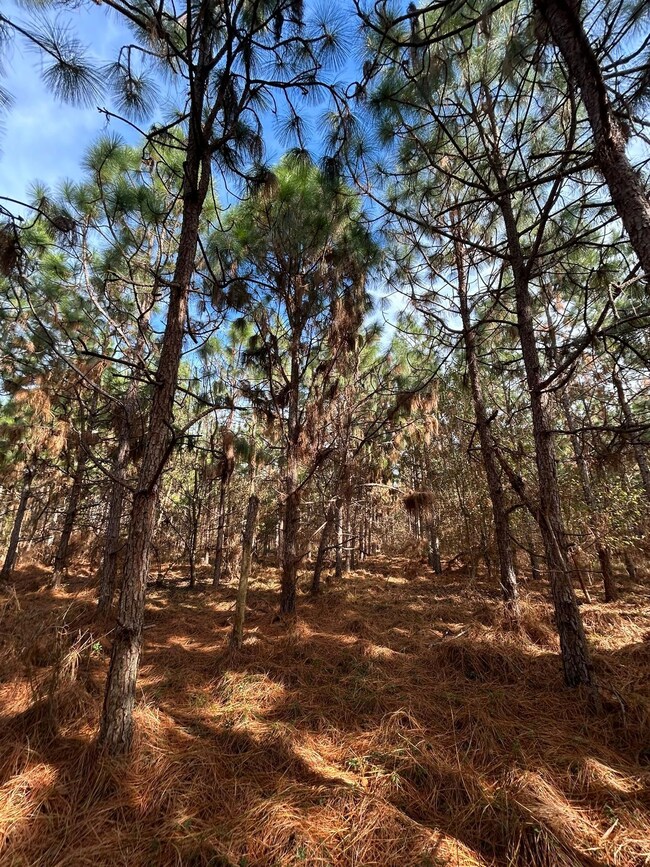 Shady Grove Rd, Luverne, AL 36049 - photo 7