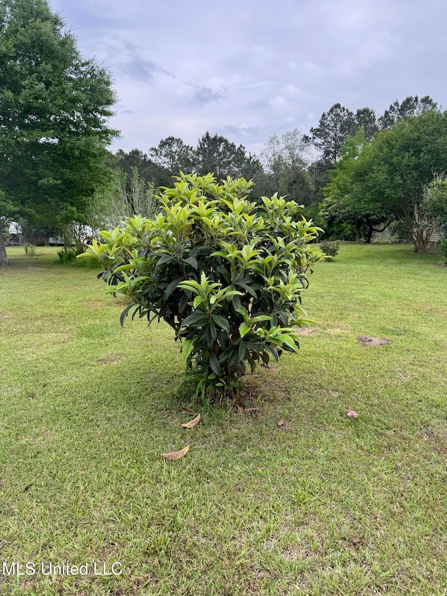 The Yard is Green