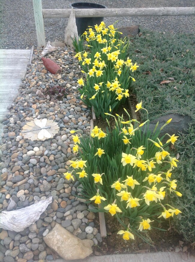 flowers 2