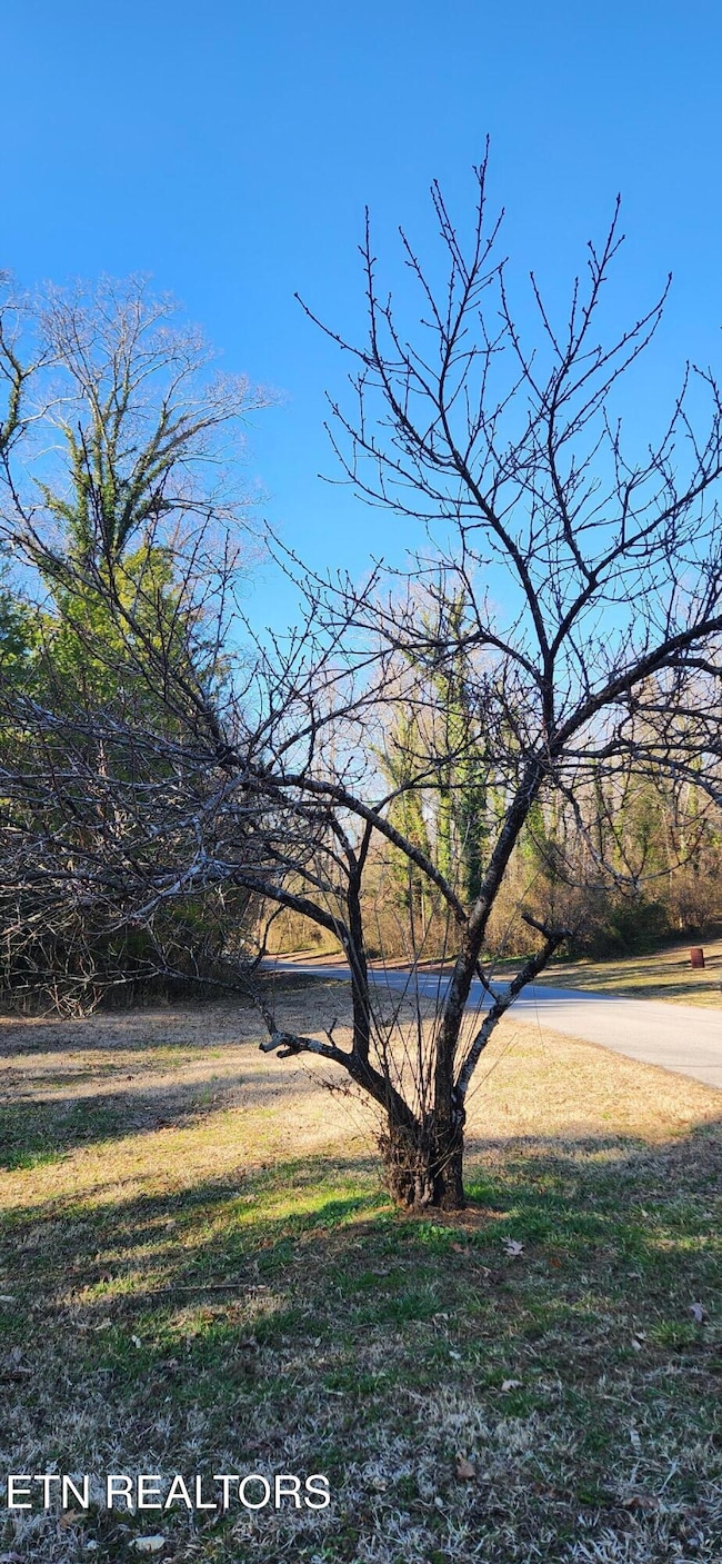 Peach Tree at Entry