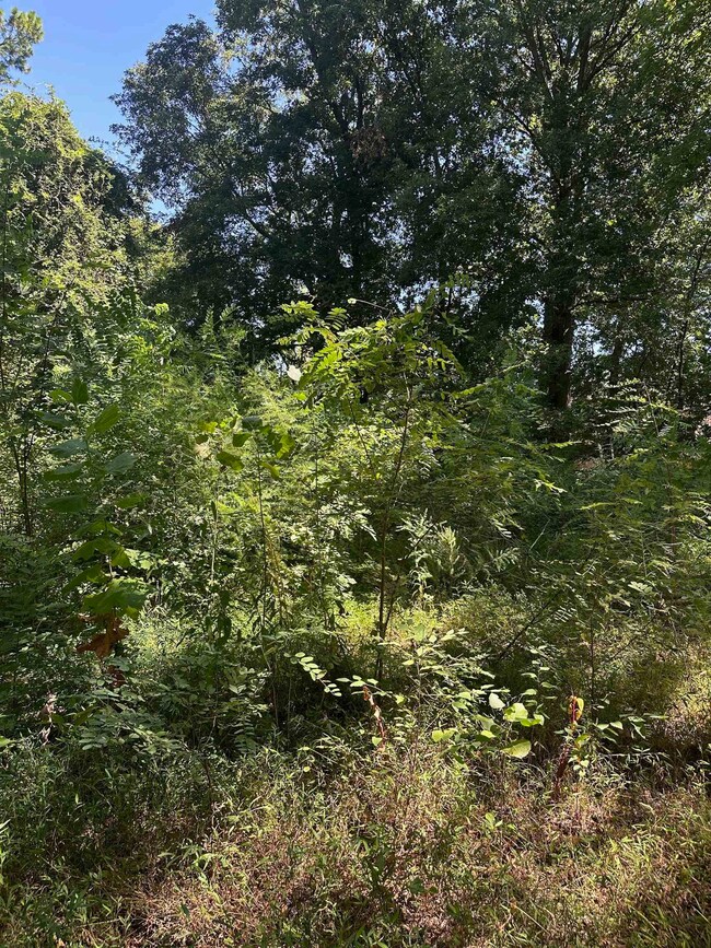 View of local wilderness