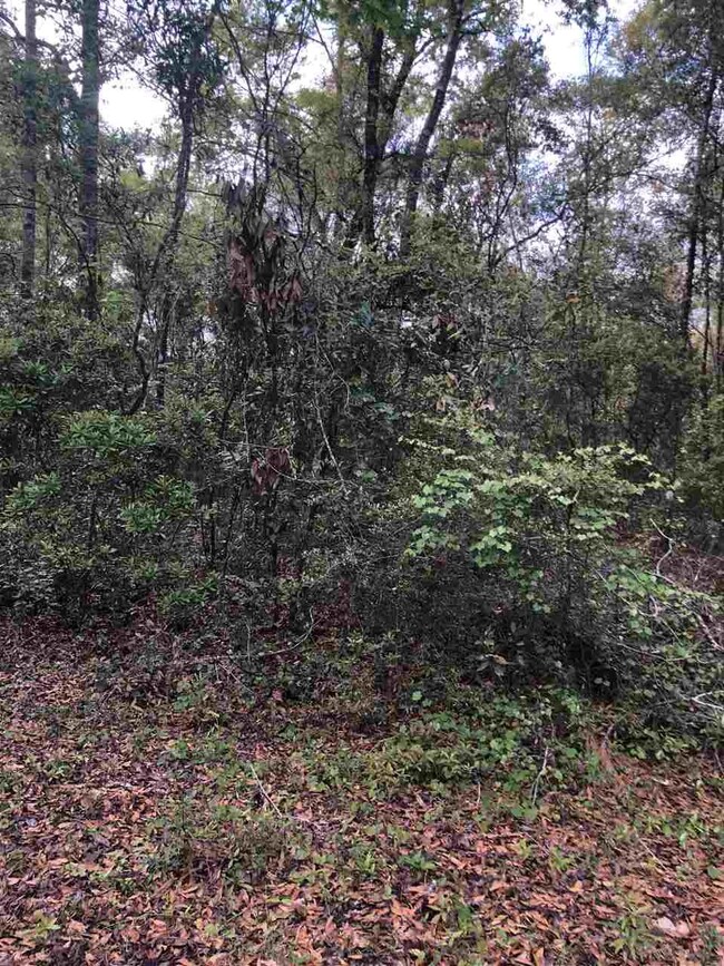 0 Noles Ln unit 1, Crawfordville, FL 32327 - photo 3