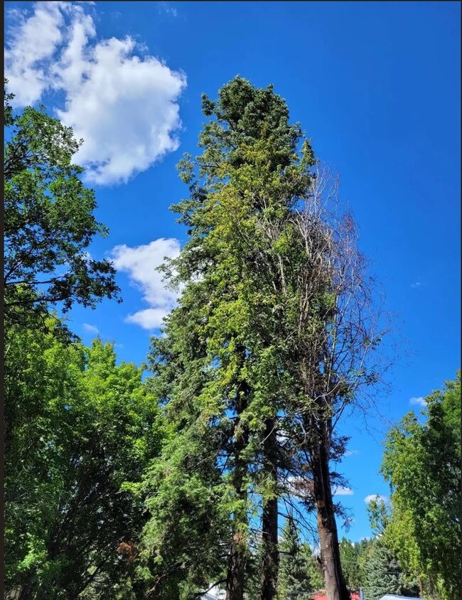 204 Squirrel Ave unit 12,13, Cloudcroft, NM 88317 - photo 7