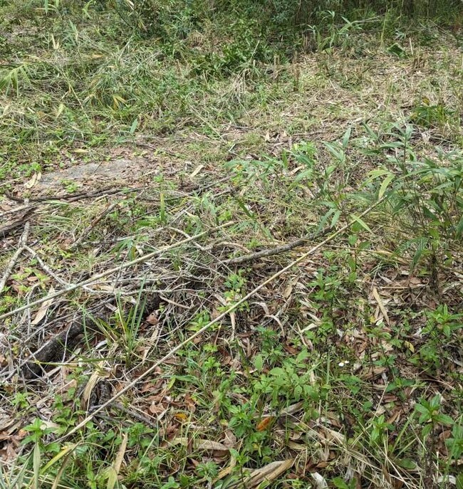 12730 Eola Ave, New Port Richey, FL 34654 - photo 5