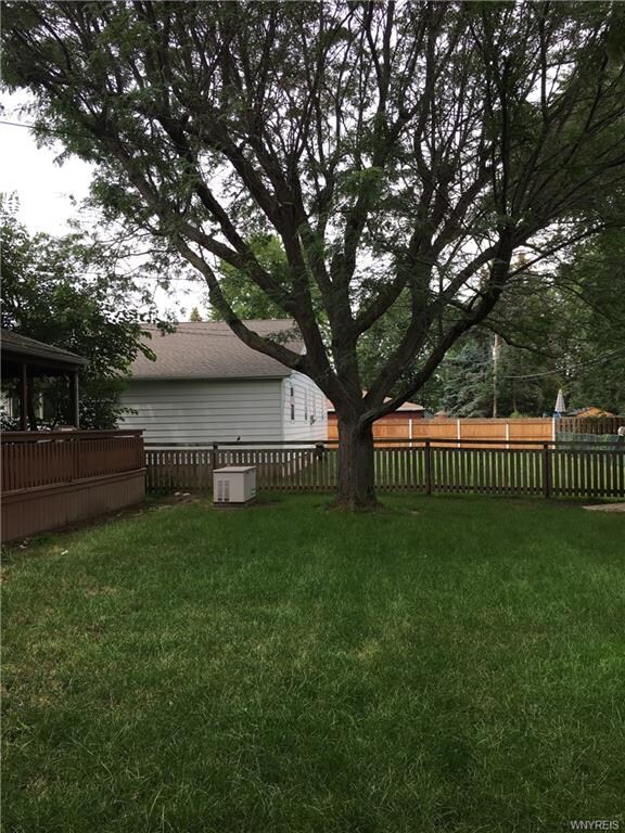 Great backyard tree... provides nice shade!